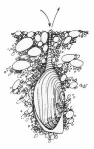 Foraging Wild Ocean Seafood Image